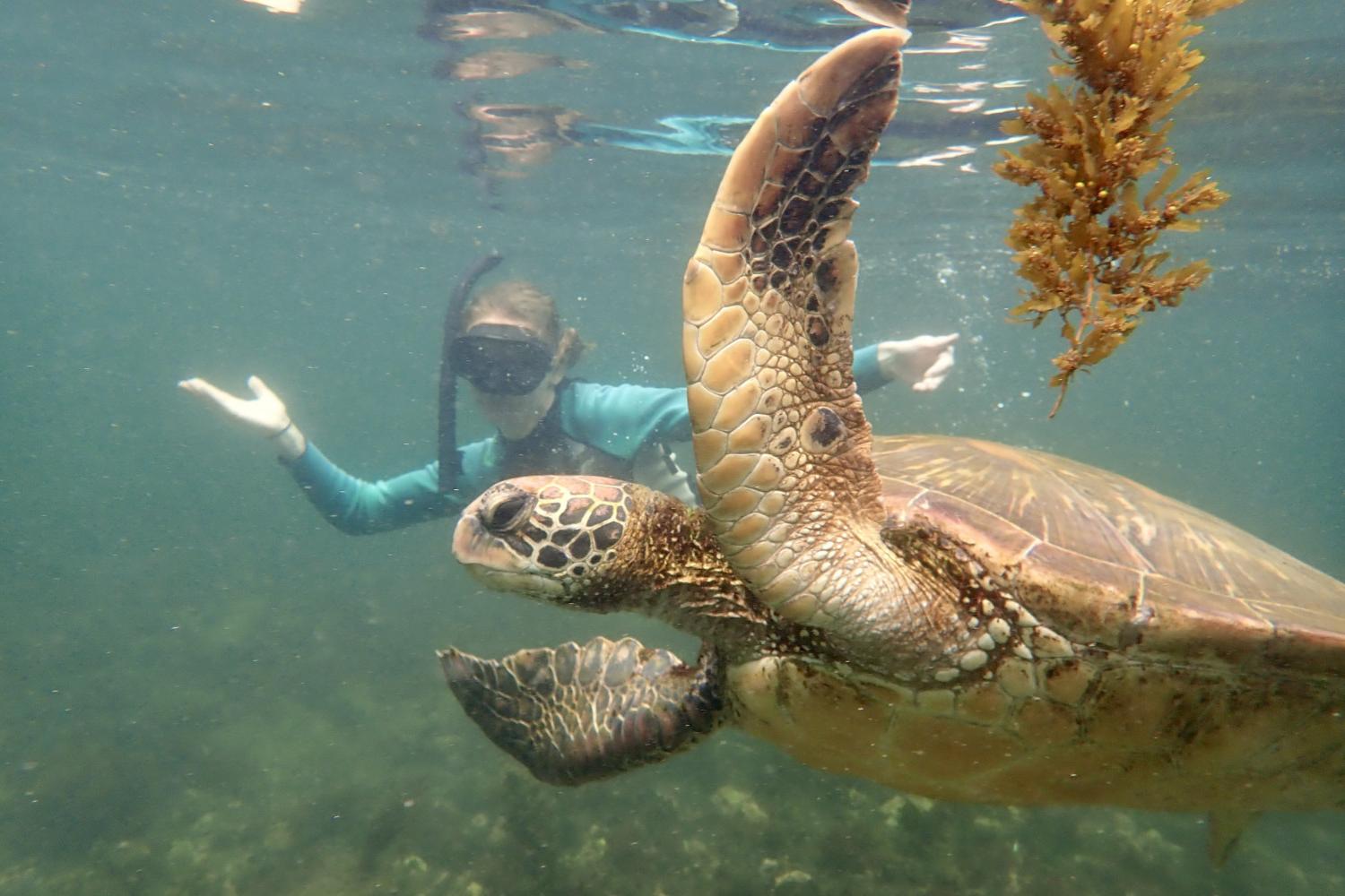 一名<a href='http://t6.wxjuyan.com'>全球十大赌钱排行app</a>学生在Galápagos群岛游学途中与一只巨龟游泳.
